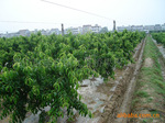 供5-8CM大规格油桃树苗