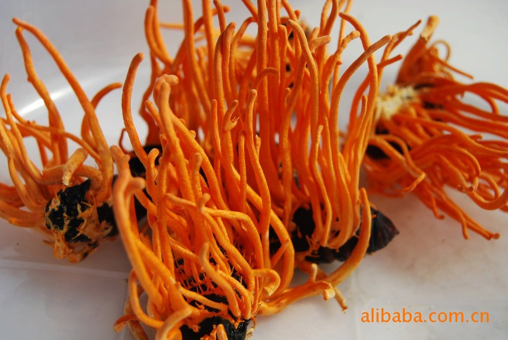 蛹虫草 虫草花 北虫草 批发零售 基地供应 (图)