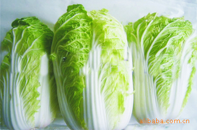 长期供应优质批量大白菜，专业供应安全无公害绿色大白菜