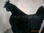 优质绿壳蛋乌鸡