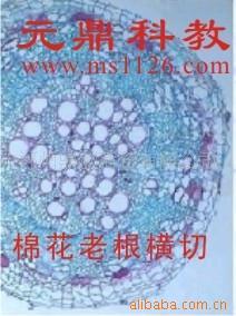 大量供应优质生物显微玻片-棉花老根横切