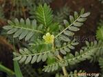 供应蒺藜提取物 Saponins 最低价格(图)