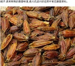 【亚美亚特价供应】栀子 栀子粉