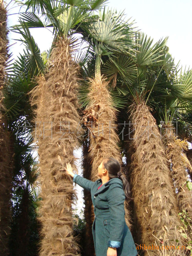 乔木-绿化苗木移栽大规格苗木,紫藤,紫薇,黑松