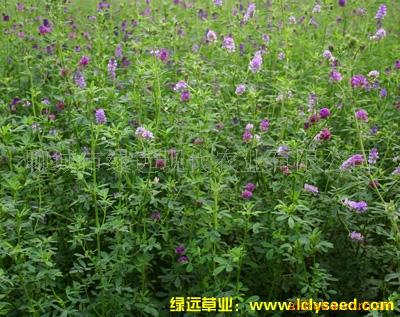 【诚招进口紫花苜蓿草种子、牧草种子 牧草籽