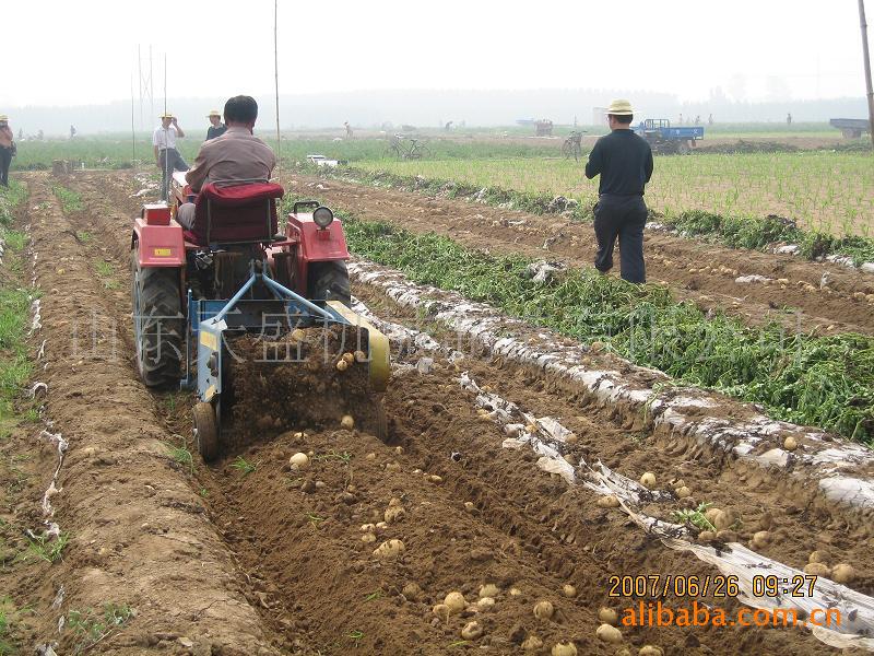 收获机械-批量供应土豆挖掘机,马铃薯收获机,土