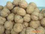 供应核桃散果大量供应纸皮核桃果大量供应云南103薄壳核桃果