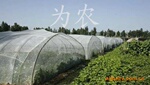 马铃薯防虫网 马铃薯脱毒防虫网 脱毒纱网