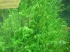 景观水草、绿化水草、生态景观工程、养蟹水草——伊乐藻