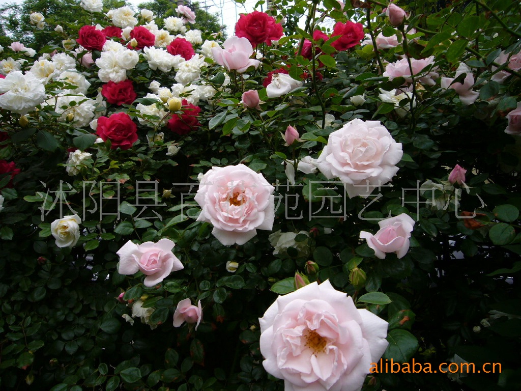 出售<em>蔷薇</em>中开花特别多的--<em>十姐妹蔷薇</em>等绿化苗