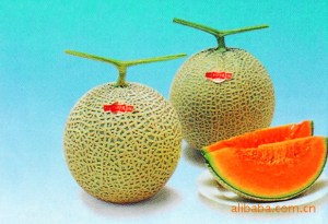 【网纹甜瓜】网纹甜瓜价格\/图片_网纹甜瓜批发