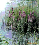 宿根草本植物-水生植物-千屈菜