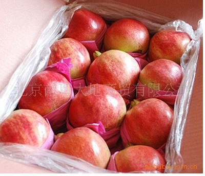 瓜类-供应水果 黑美人西瓜 黑美人 新发地西瓜