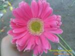 【云南昆明鲜花批发】供应常用鲜花----非洲菊