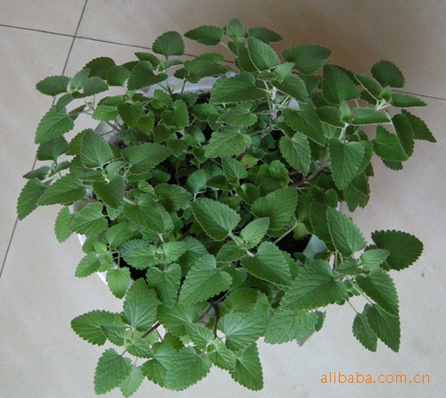 批发供应猫薄荷种子