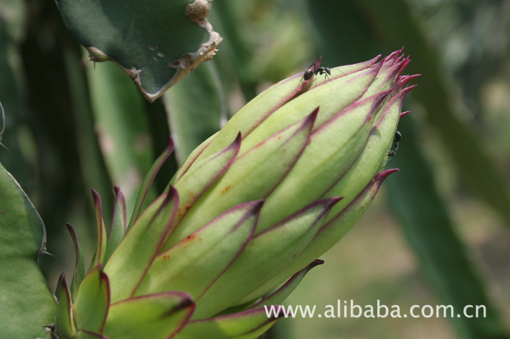 种苗、种子、种球-供应优质的红肉品种红火龙