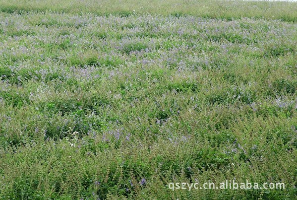 【中草药 夏枯球 量大从优】价格,厂家,图片,植物中药材,制衣厂-马可波罗网