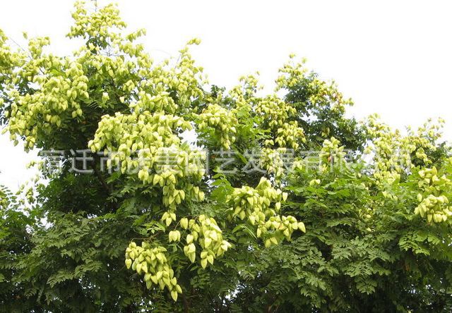 供应栾树,北京栾,栾树树苗,栾树基地,栾树价格,栾树小苗,栾树批发