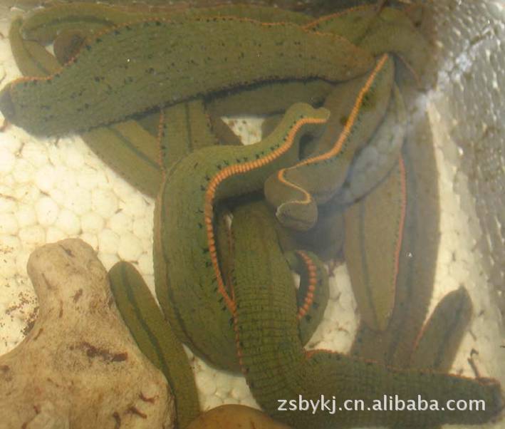 水蛭\/蚂蟥 动物类药材图片,水蛭\/蚂蟥 动物类药材图片大全,中世博研(北京)科技有限公司-马可波罗网