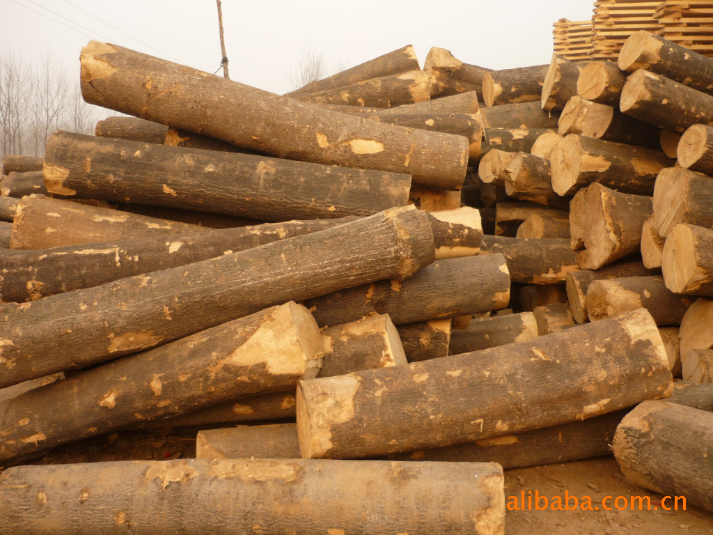 【杨木板材 杨木价格 杨木 榆木 椿木 板材原木