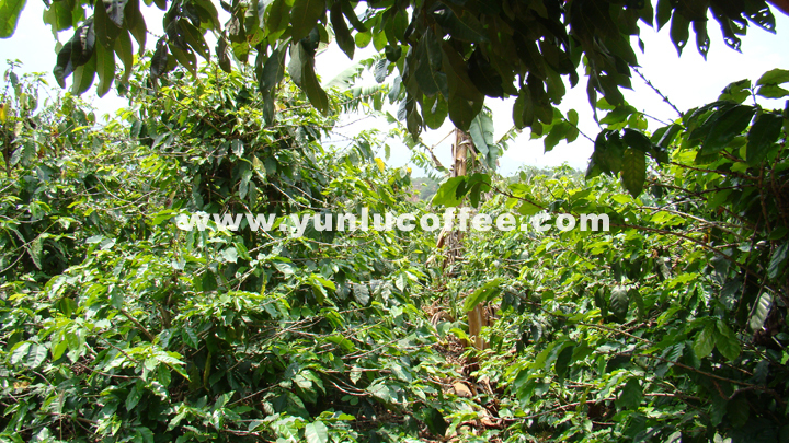 所有图片均系云潞咖啡原创作品，请勿抄袭盗用 