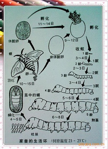 蚕宝宝饲料,彩色蚕宝宝饲料,彩蚕四根套装,学生科学课必备