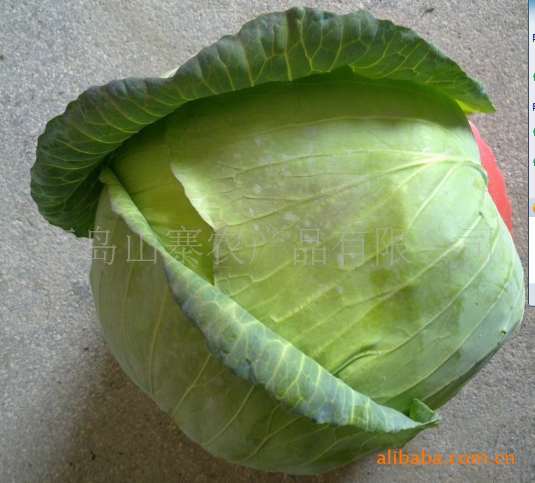 青岛扁包菜出口 山东新鲜蔬菜出口大头菜 安丘耶菜出口加工