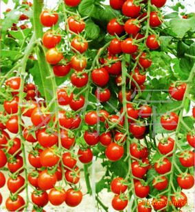 精品种子适合盆栽【 樱桃番茄种子】--红玉女 稀有进口品种 30粒