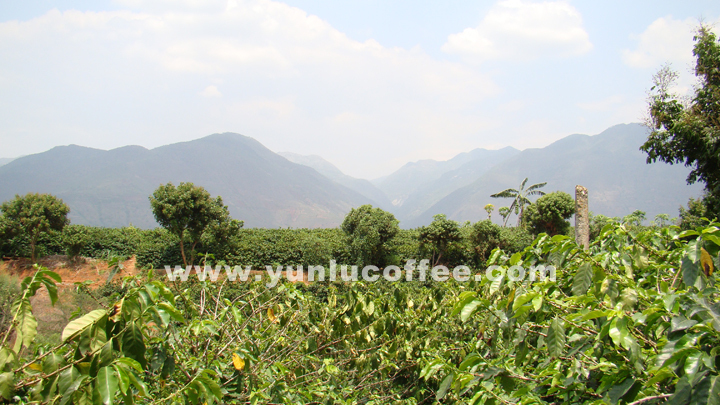 所有图片均系云潞咖啡原创作品，请勿抄袭盗用 