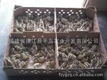 供应优质山鸡苗