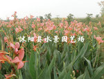 【水景园艺诚销】供应水生红色美人蕉（低价销售 欢迎即时订购 ） 