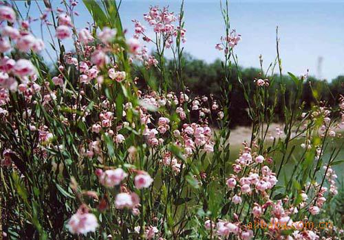 【新疆罗布麻茶】价格,厂家,图片,坚果炒货,袁能