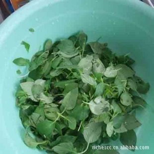 【新鲜蔬菜-荆芥-北京同城配送-北京菜市场-网