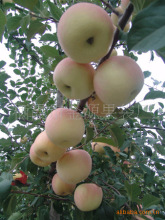 宏照苹果套袋_宏照苹果套袋批发_宏照苹果套