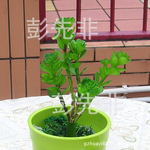 灵芝草 仿真花干花批发 塑胶仿真小植物 插花盆景