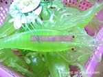 厂家直供批发软胶仿真动物螳螂蚂蚱大蜘蛛欢迎咨询订购