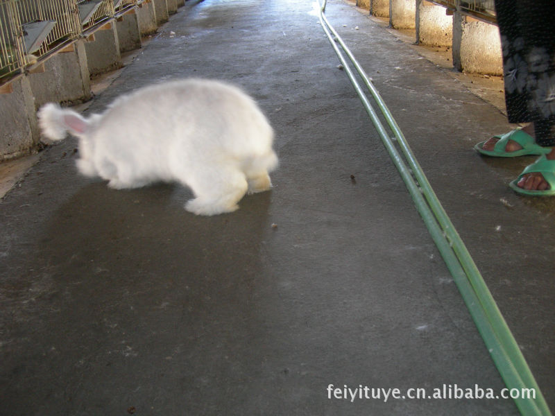 长毛兔兔毛价格及生产厂家[嵊州市飞逸兔业养