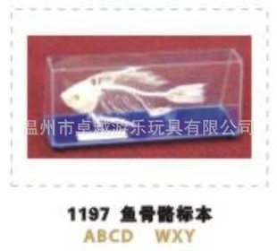 【厂家直销】鱼骨骼标本/蒙台梭利教具/蒙特梭利教具/蒙氏教具
