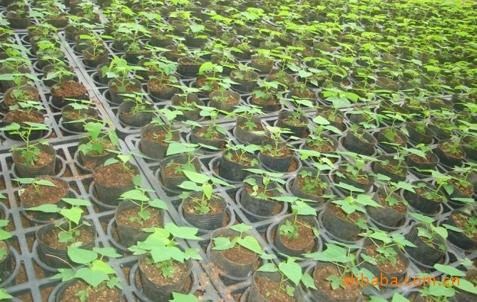 组培木瓜苗,西沙诺尼果苗 级别: 良种 净度: 100(%) 水分: 80(%) 发芽