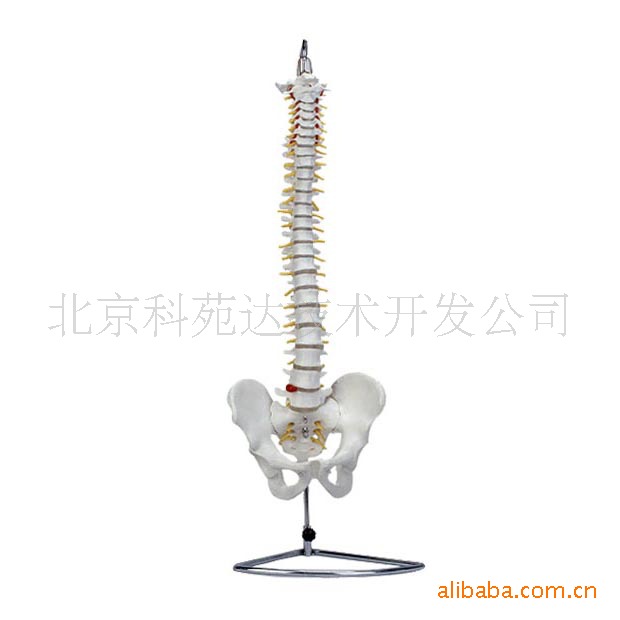 其他医疗器具-脊椎(带骨盆)神经根模型 1:1-其他