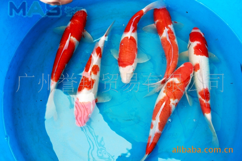 批发日本红白锦鲤 锦鲤鱼 品种多 纯度高 渔场直