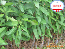 求购芒果苗_求购芒果苗批发_求购芒果苗供应