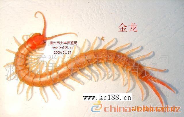 大量供应活体金头蜈蚣种苗