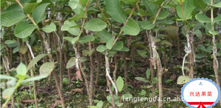 高产高质台湾珍珠番石榴嫁接苗--兴达苗木基地