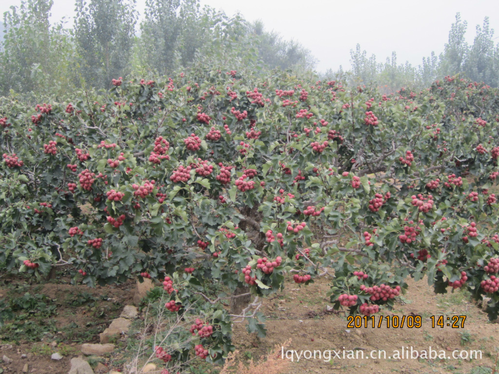 山东优质山楂万亩生产基地诚招食品厂合作(可