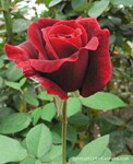 Ʒ�ִ��¼����ֿ�����