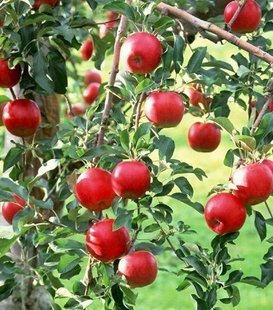 果树-出售苹果树 嫁接 红富士1号 新品种 嫁接苗