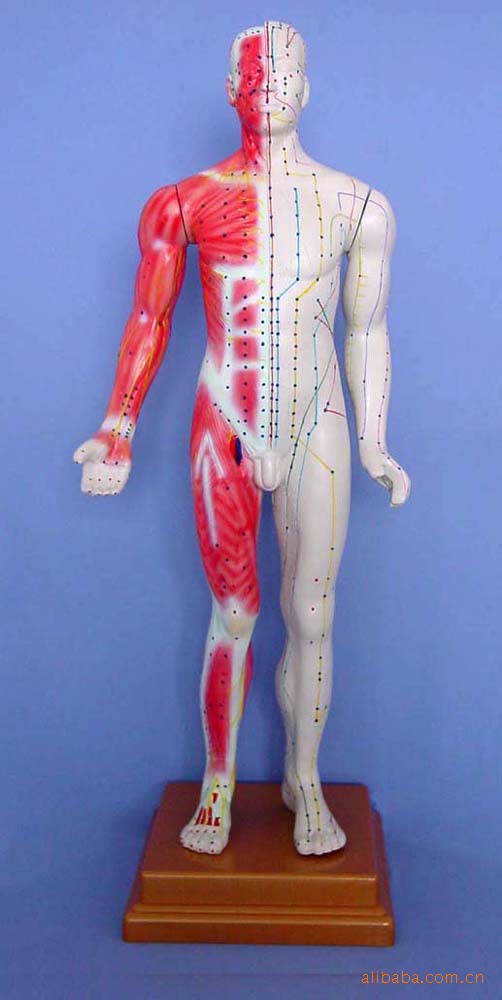 178公分高男性古人体针灸模型教学模型人体模型医学模具