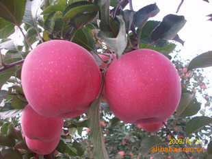 其他农作物种子、种苗-苹果树苗 山东苹果树苗