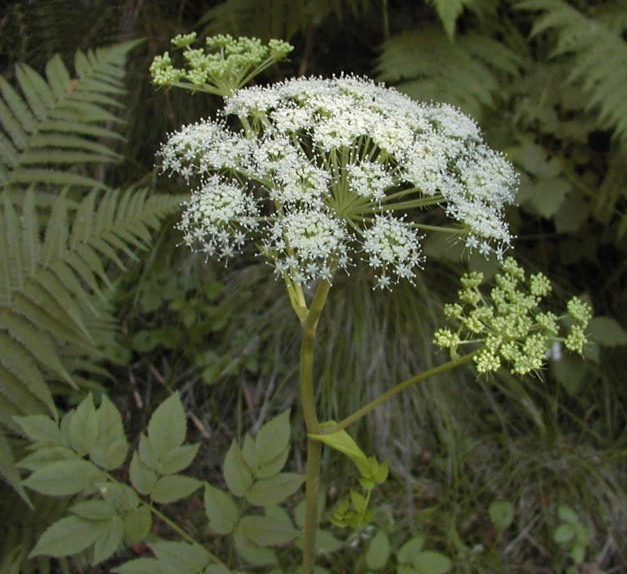 当归的药效与作用_caojiandong201010